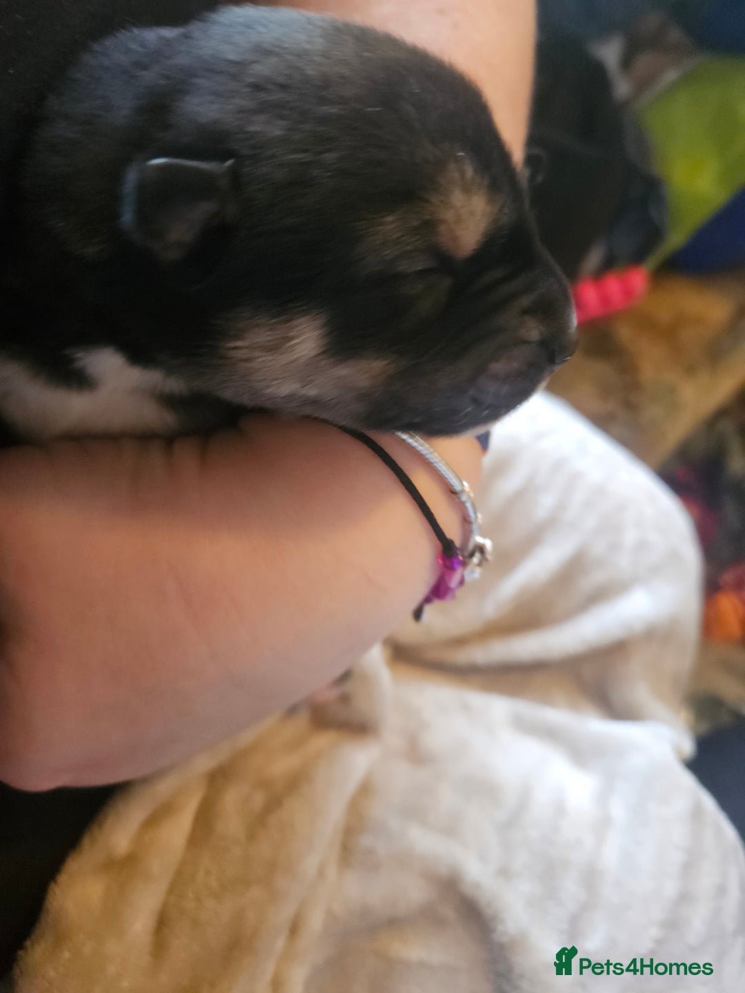 Huskita dogs for sale: Husky x akita puppys - Image 8