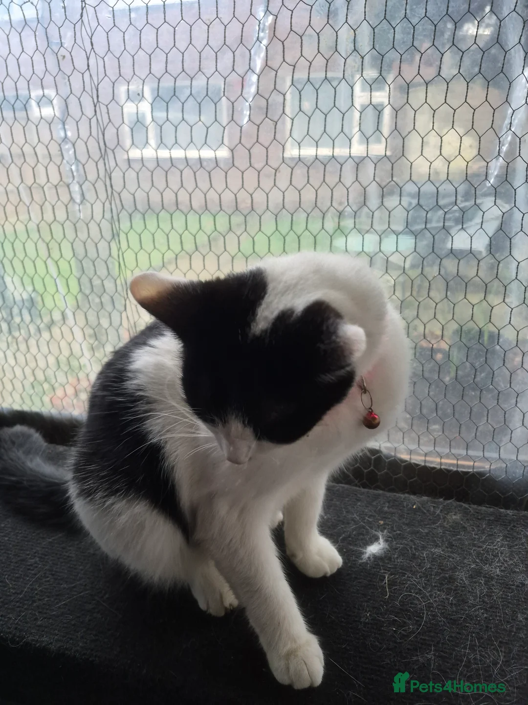 Mixed Breed cats for sale: Tinkerbell  - Advert 4