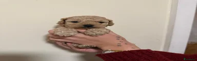 Cockapoo 3