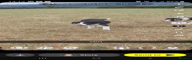 Border Collie 3