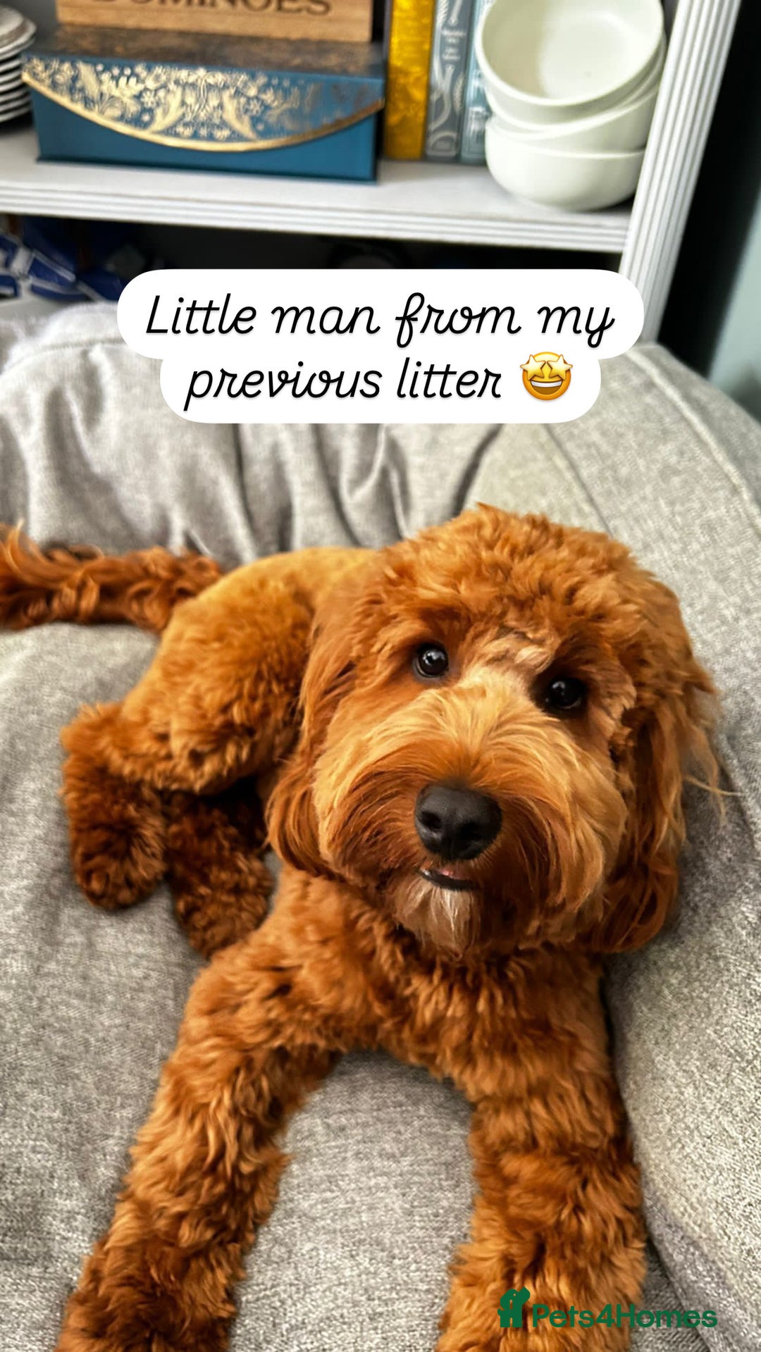 Cockapoo dogs for sale: FOX RED COCKAPOOS ⭐️⭐️ - Image 17