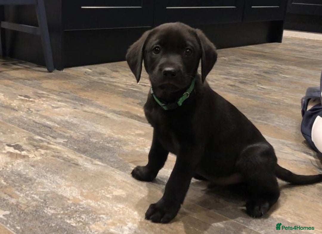 Labrador Retriever dogs for sale: Labrador Puppies for Sale - ready 28th September - Image 4
