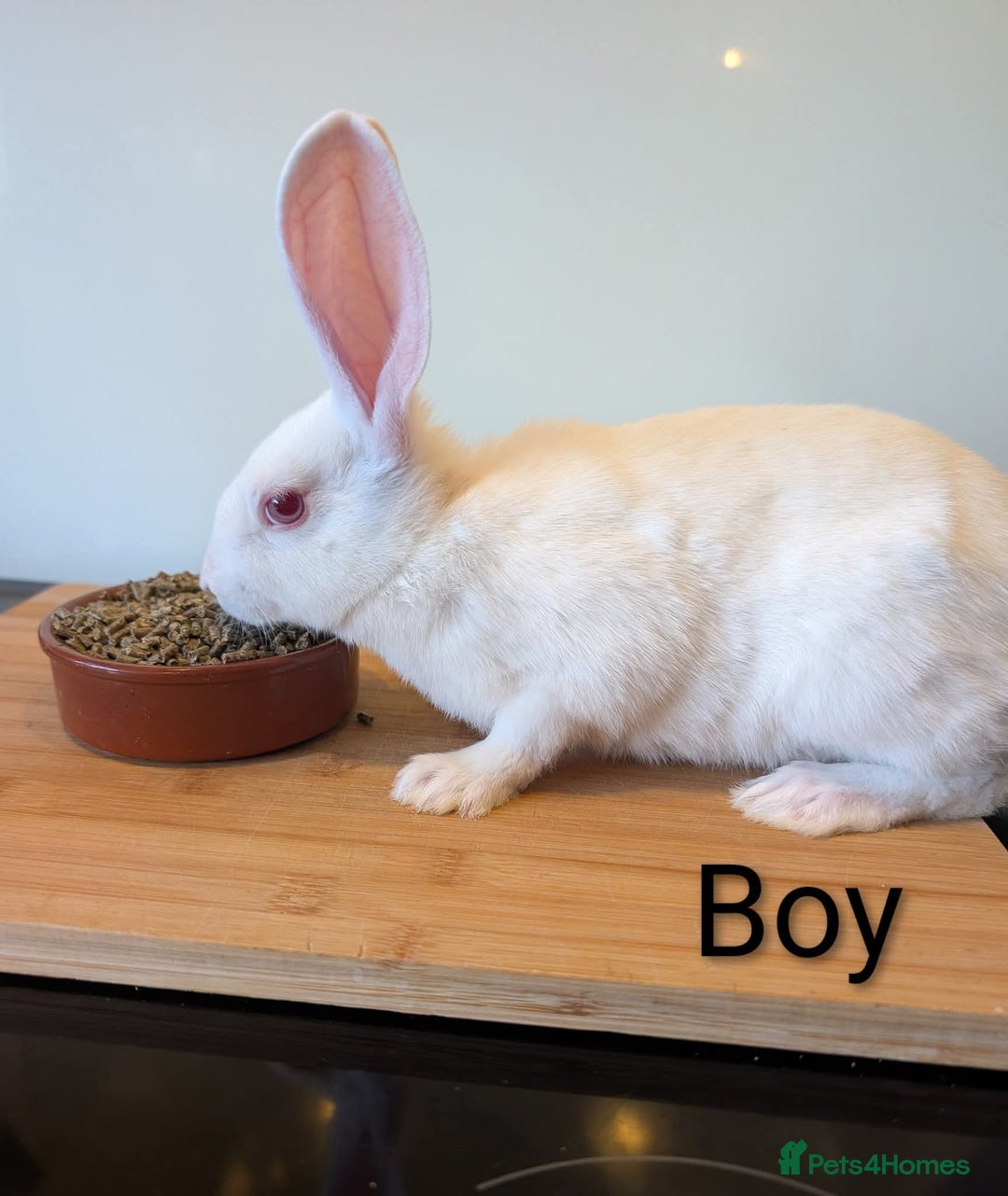 Mini Lop rabbits for sale: Lots of bunnies for sale  - Image 9