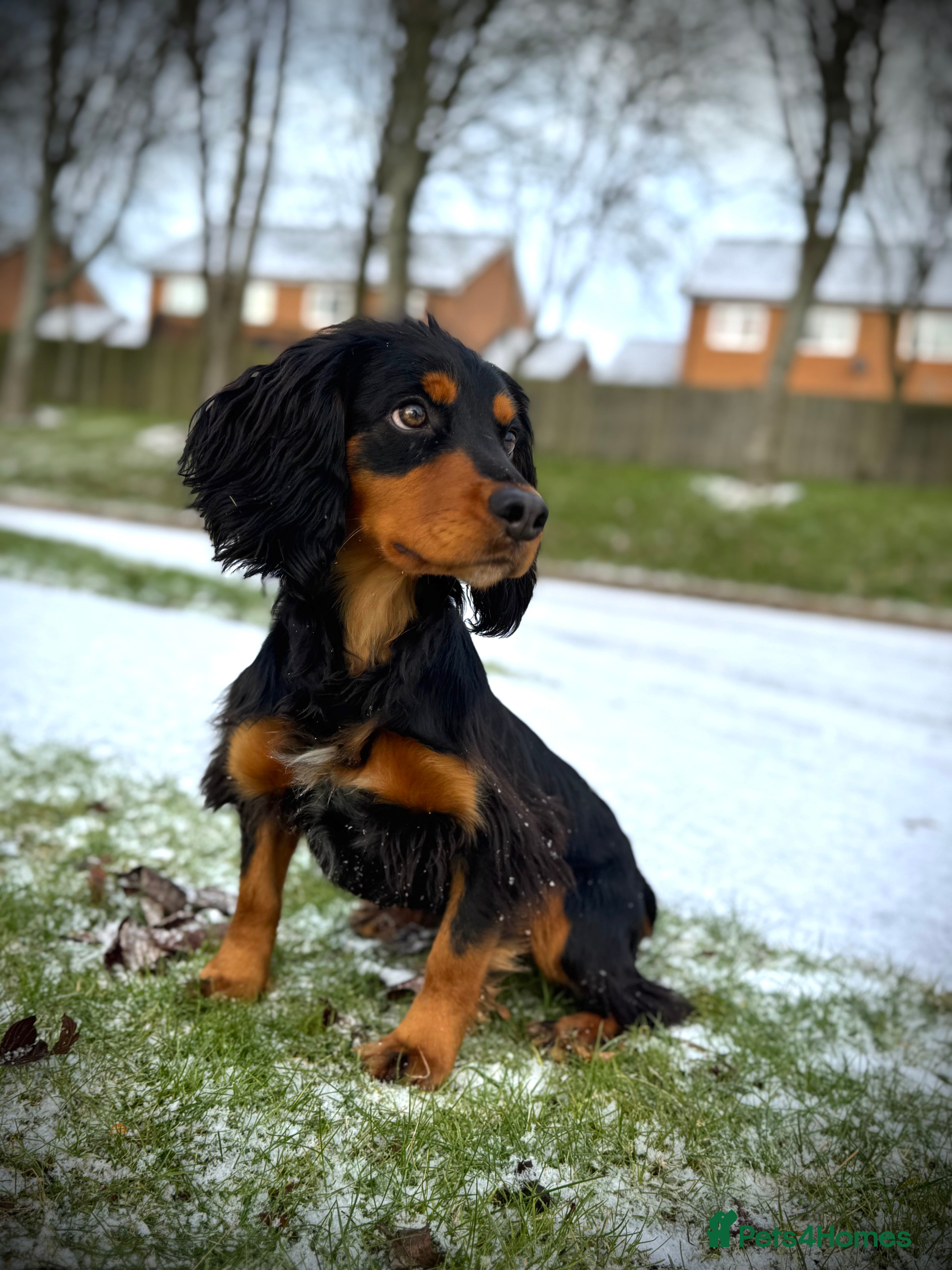 Cocker Spaniel dogs Stunning Black and Tan stud - Advert 5