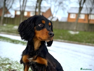 Cocker Spaniel dogs Stunning Black and Tan stud - Advert 3