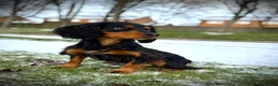 Cocker Spaniel dogs for stud: Stunning Black and Tan stud - Advert 1