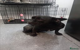 French Bulldog dogs for sale: French bull dog - Image 2