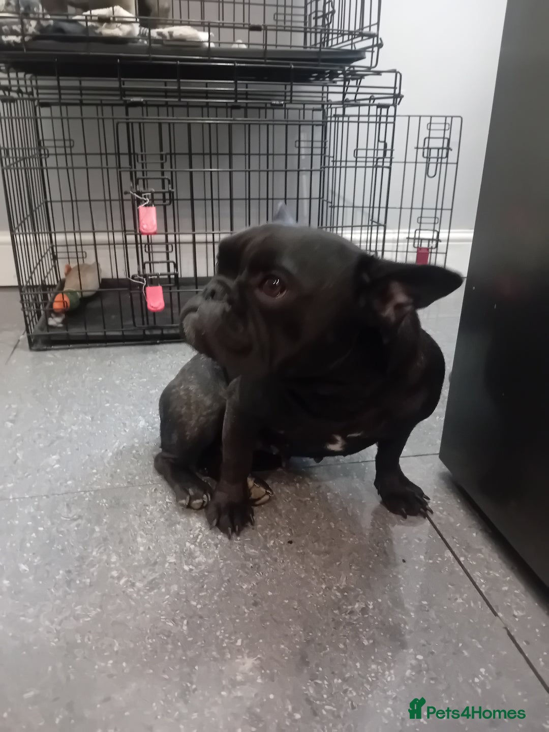 French Bulldog dogs for sale: French bull dog - Image 2