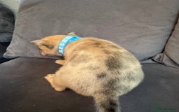 Mixed Breed dogs for sale: 5 x French Pomerdogs - Image 8