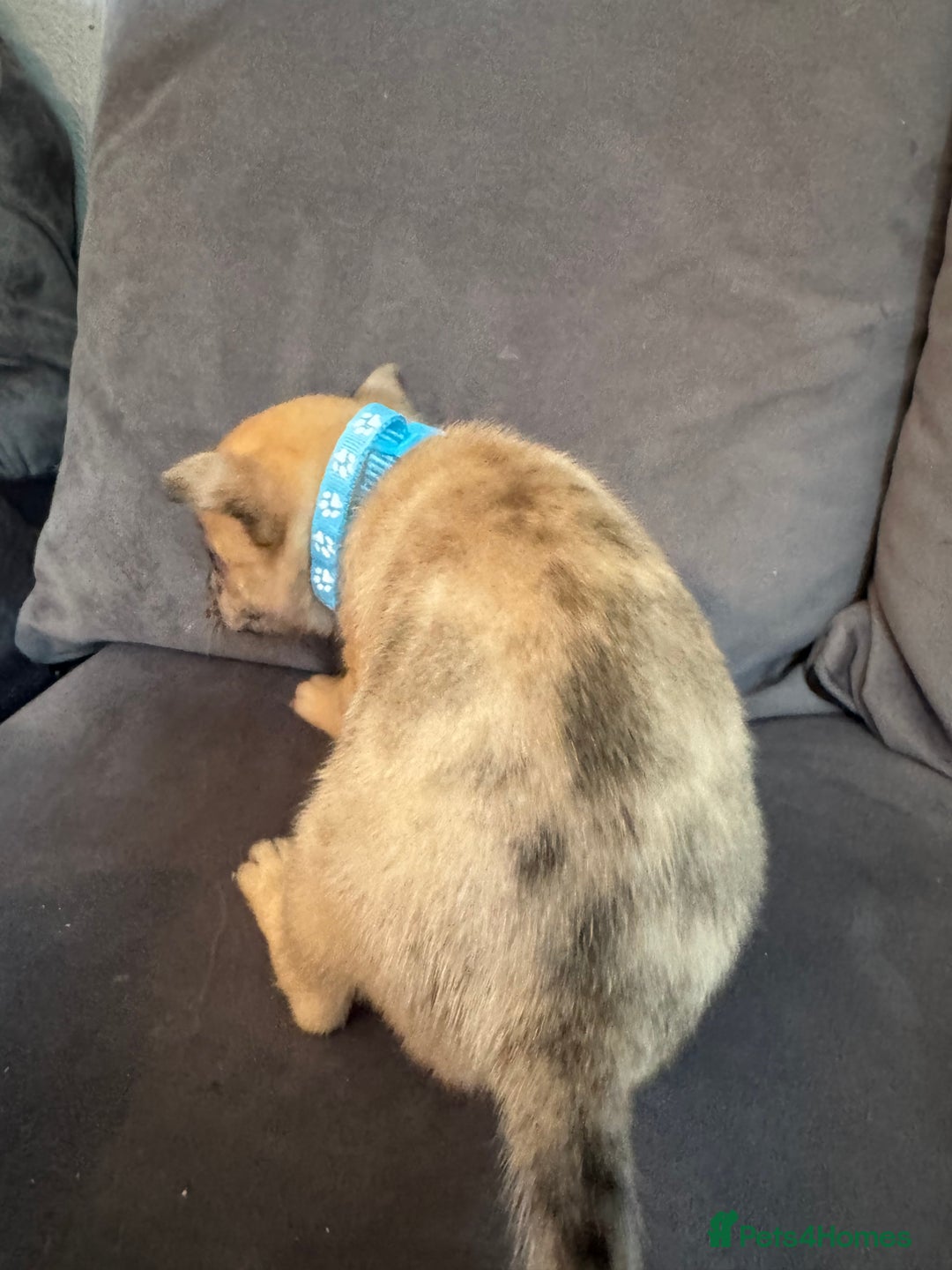 Mixed Breed dogs for sale: 5 x French Pomerdogs - Image 8