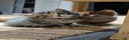 Mixed Breed cats for sale: 4 males and 4 female kittens   - Advert 5