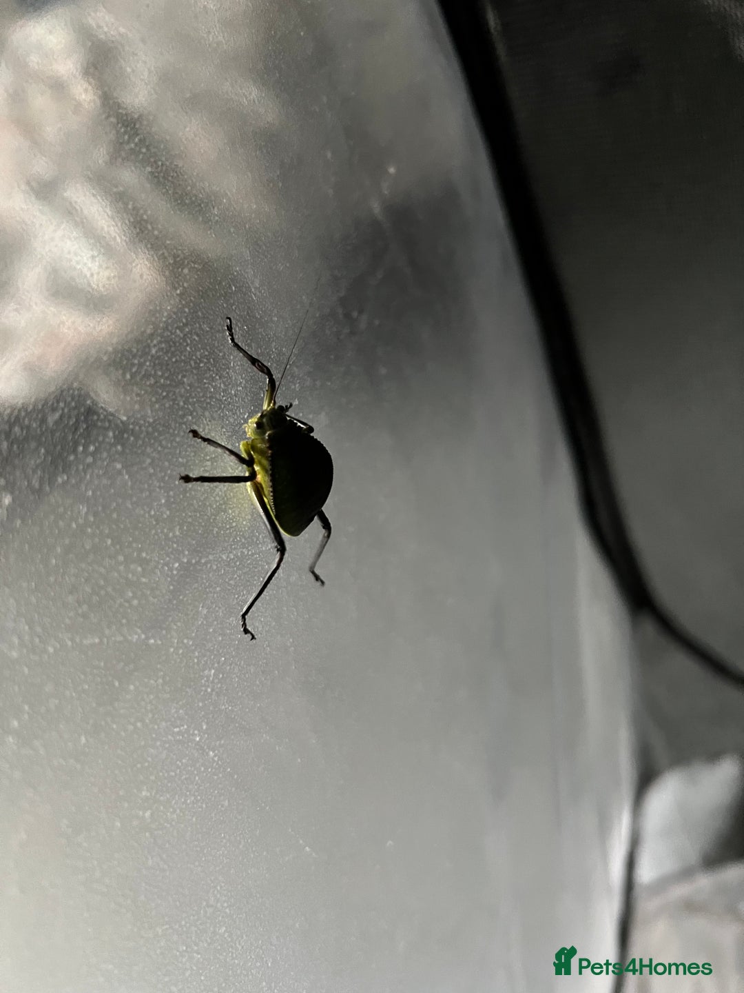 Stick Insects invertebrates for sale: Giant Hooded Katydid Nymphs - Advert 7