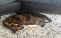 Mixed Breed cats for sale: Kittens - Image 3