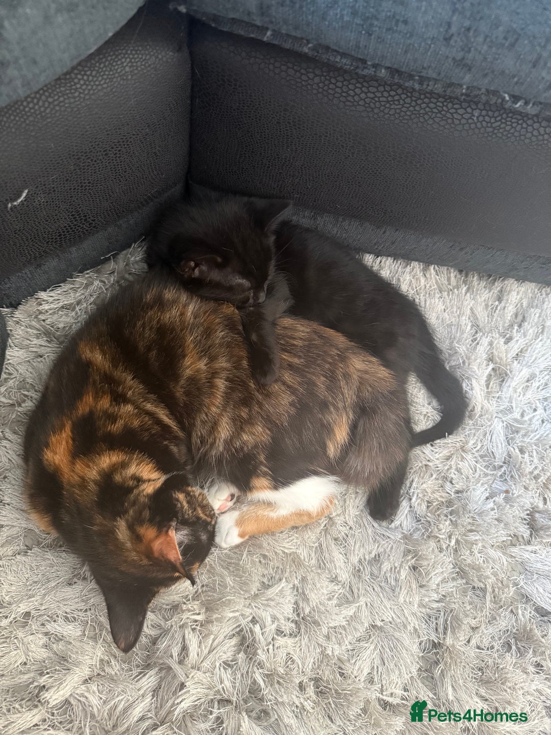 Mixed Breed cats for sale: Kittens - Image 3