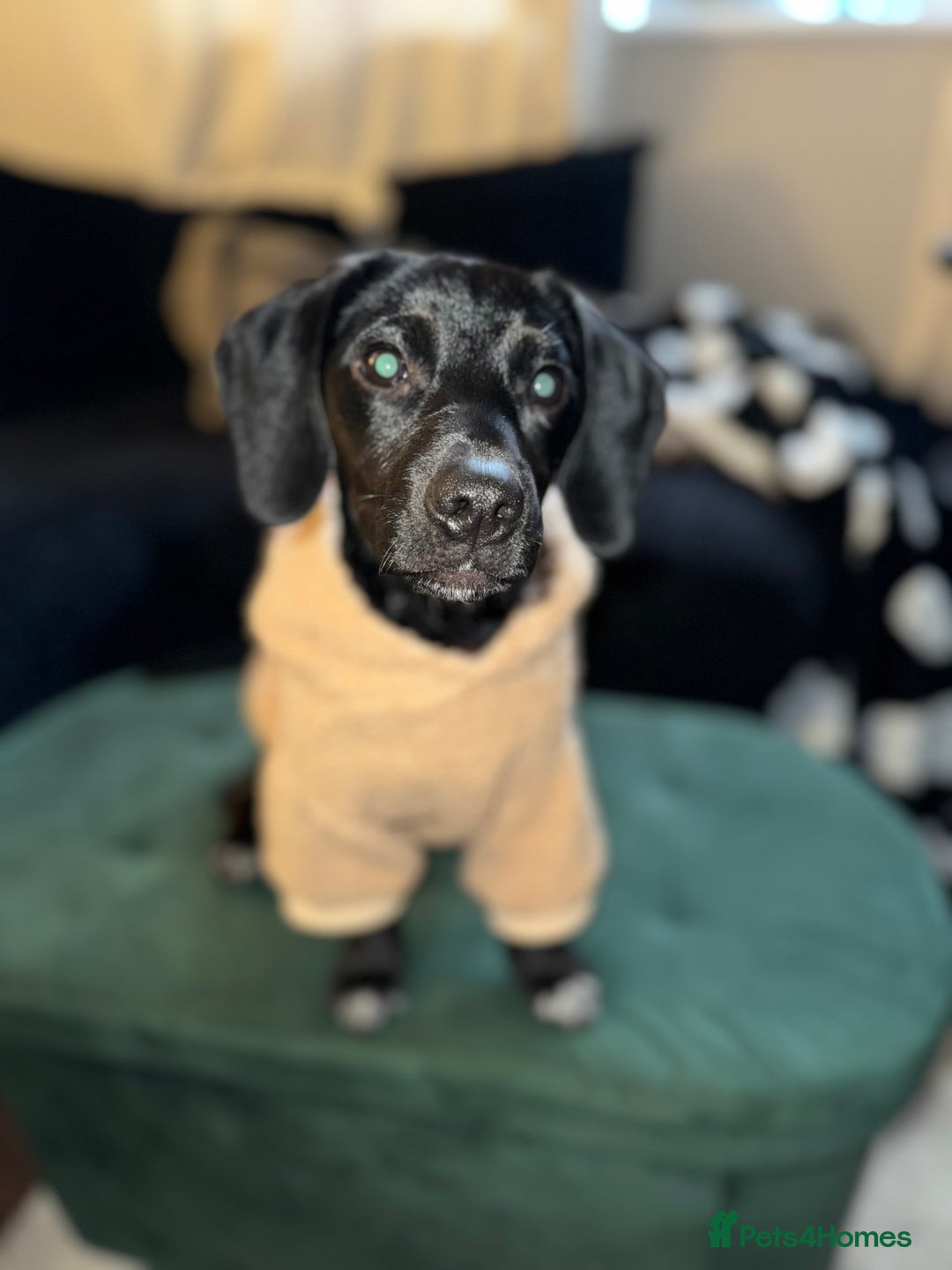 Mixed Breed dogs for sale: Jack Russell/cocker spaniel  - Image 3