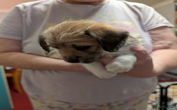 Mixed Breed dogs for sale: Shih Tzu Terrier cross  - Image 21