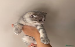 Scottish Fold cats for sale: Scottish Fold - Image 1