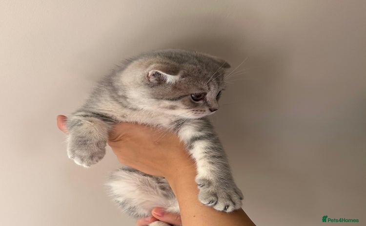 Scottish Fold cats - Advert 3