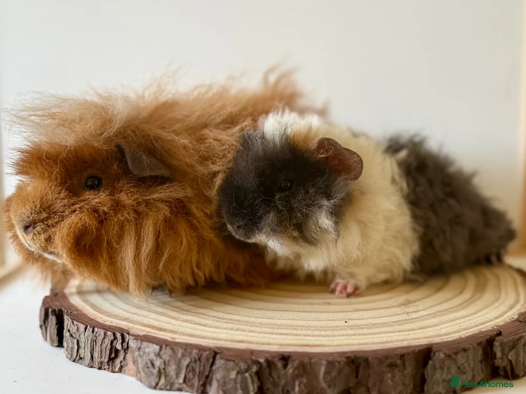 Guinea Pig rodents for sale: 2 pairs of boars  - Advert 2