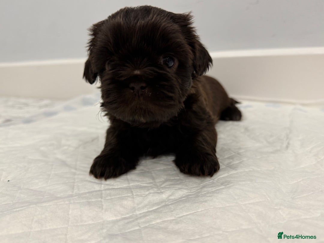 Shih Tzu dogs for sale: ✨ Exceptional Shih Tzu Puppies – Available✨ - Advert 16