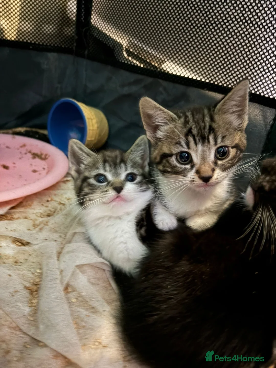 Mixed Breed cats for sale: Beautiful kittens  - Advert 3