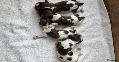 English Springer Spaniel dogs in Stirling - Advert 7