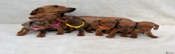 Miniature Dachshund dogs for sale: Dachshund puppies 3 boys 3 girls KC registered - Advert 13