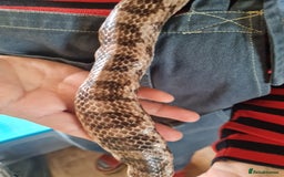 Corn Snake reptiles for sale: Free cornsnake needs rehoming - Image 5
