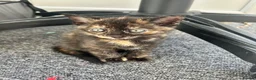 Mixed Breed cats for sale: 2 kittens left  in Bolton - Advert 4