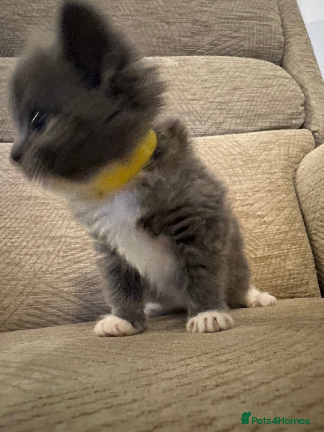 Ragdoll cats for sale: Beautiful persian ragdolls  - Advert 6