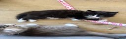 Mixed Breed cats for sale: Persian cross kittens! Ready now - Advert 7