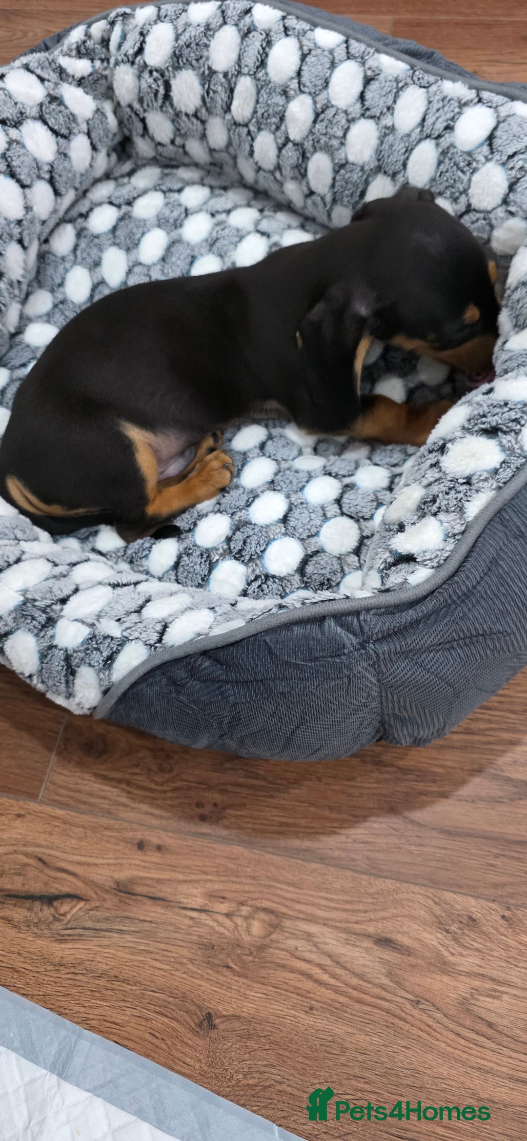 Dachshund dogs for sale: Dachshund puppy Male - Image 6