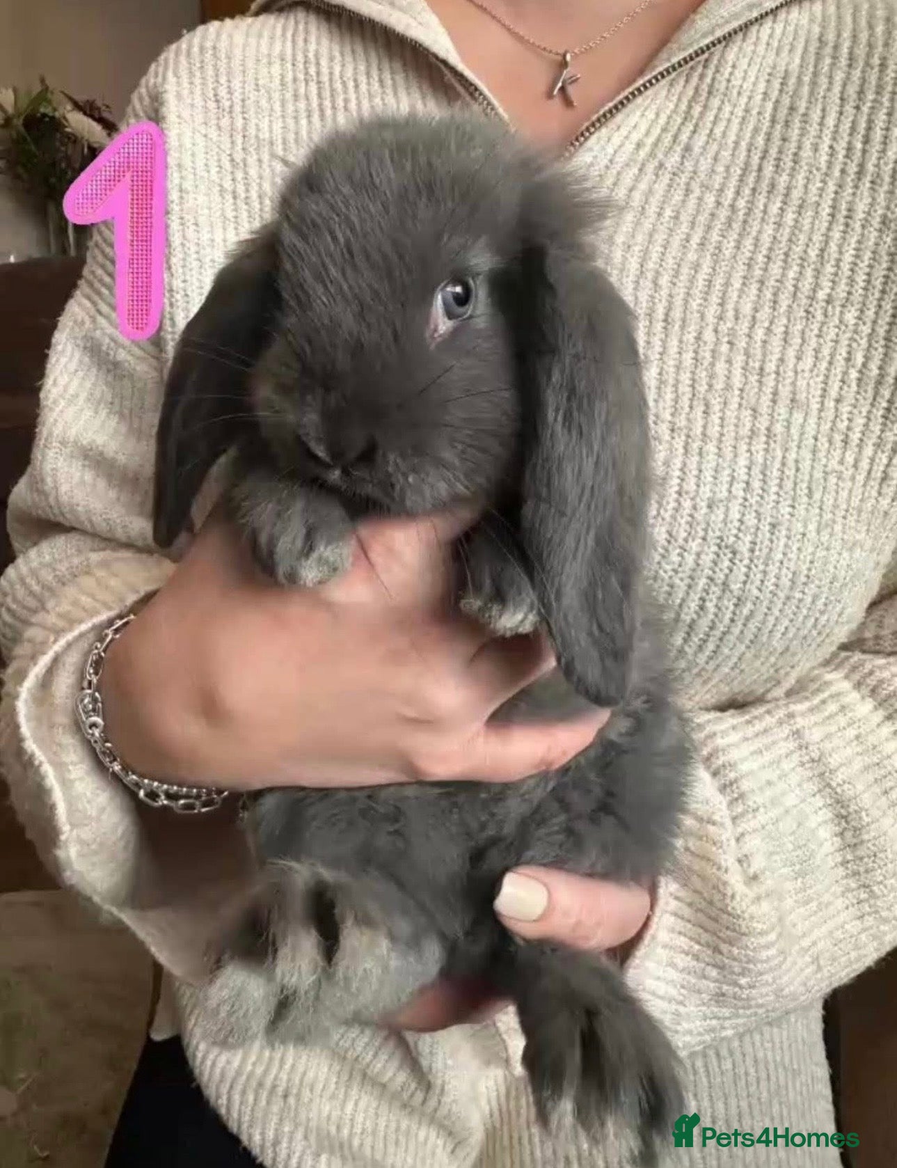 French Lop rabbits Gorgeous French Lop babies ❤️ - Advert 1