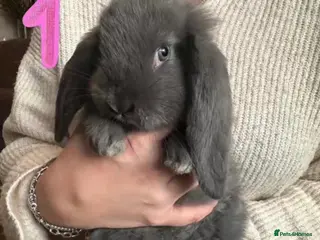 French Lop rabbits Gorgeous French Lop babies ❤️ - Advert 1