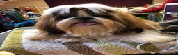Shih Tzu dogs for stud: Show Quality Boy At Stud in Wakefield - Advert 3