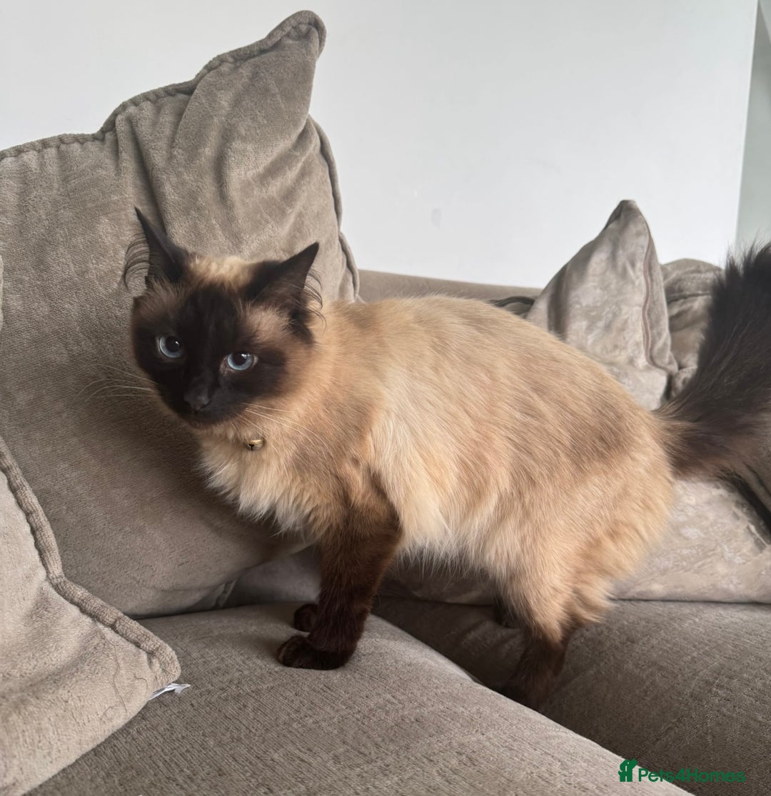 Ragdoll cats for sale: Rehoming my Ragdoll Cat - Advert 4