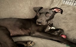 Mixed Breed dogs for sale: Mastiff x Great Dane  - Image 1