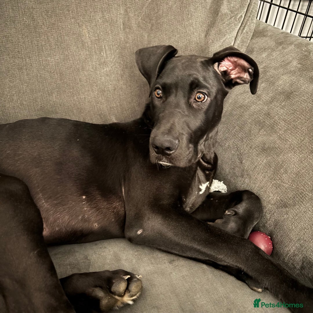Mixed Breed dogs for sale: Mastiff x Great Dane  - Image 1