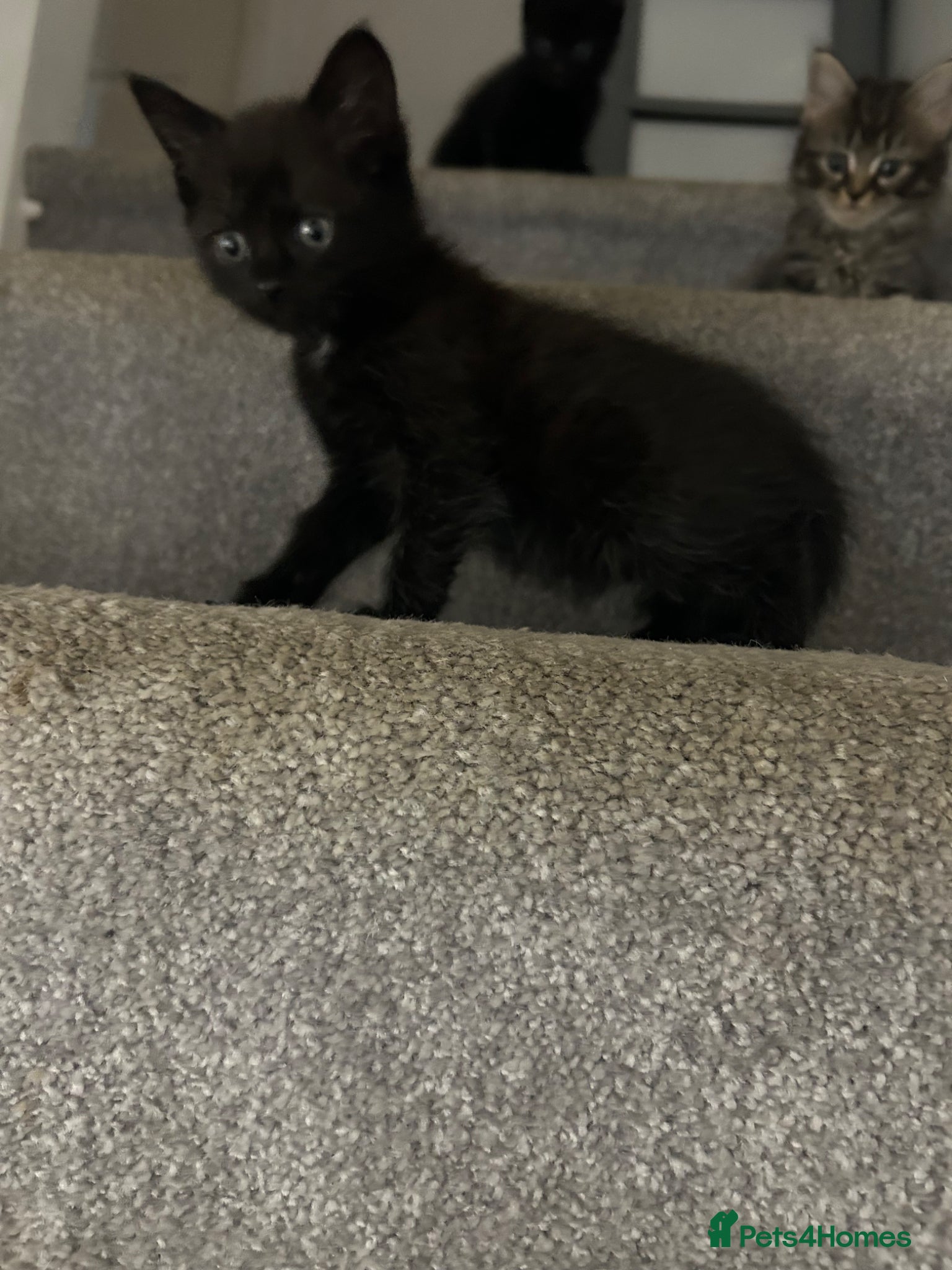 Mixed Breed cats Gorgeous girl  - Advert 15