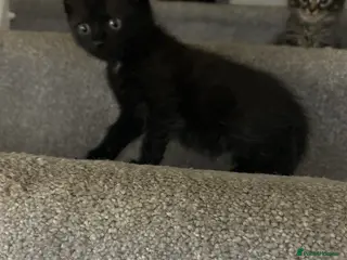 Mixed Breed cats Gorgeous girl - Advert 19