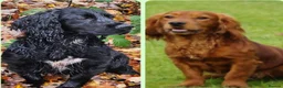 Cocker Spaniel dogs for sale: Cocker spaniel pups - Advert 1