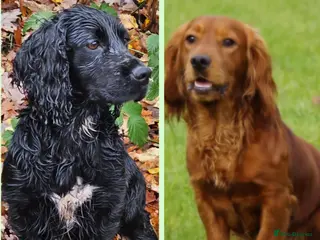 Cocker Spaniel dogs Cocker spaniel pups - Advert 2