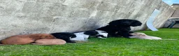 Sprocker dogs for sale: Sprocker puppies  - Advert 2