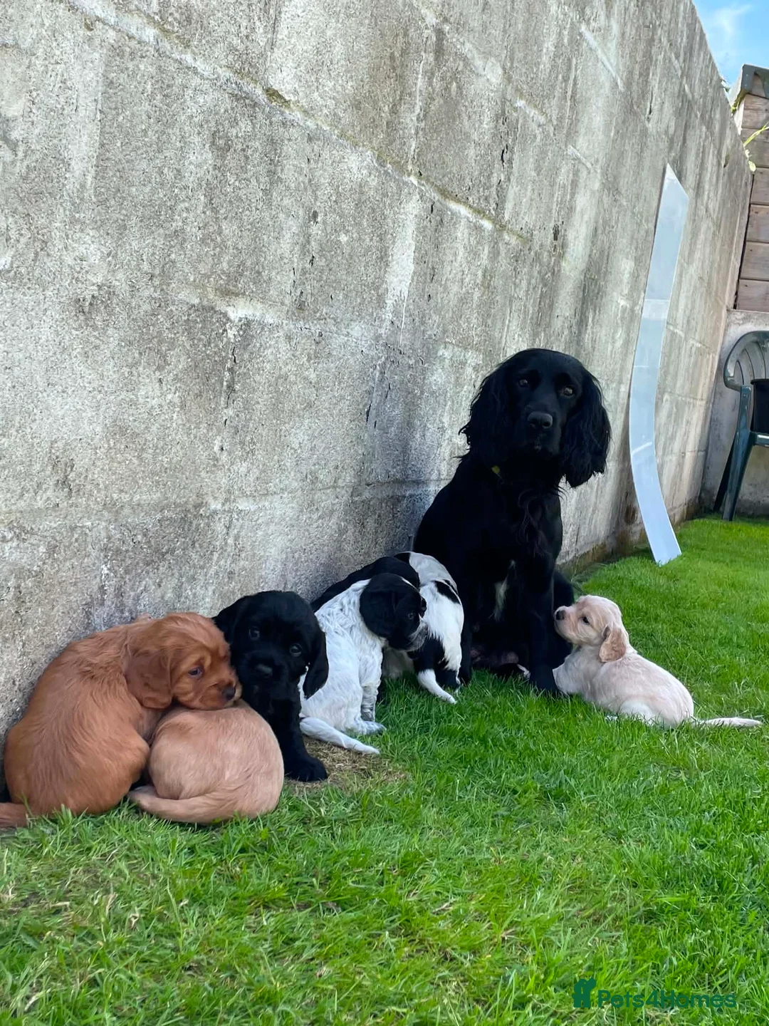 Sprocker dogs for sale: Sprocker puppies  - Advert 2