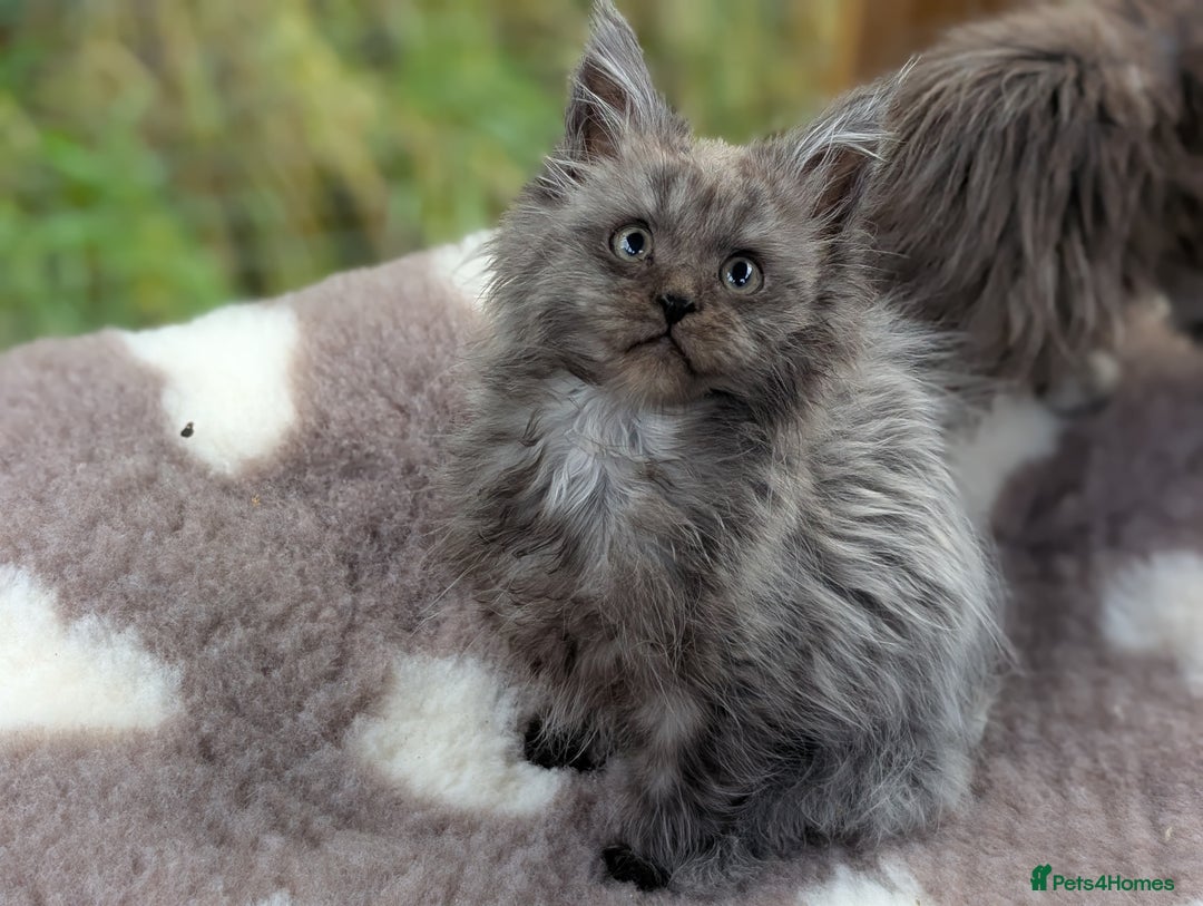 Maine Coon cats for sale: 3 Stunning Maine Coon Kittens  - Advert 3