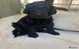 Irish Doodle dogs for sale: Irish doodle/ labradoodle - Image 3