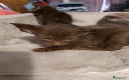 Oriental cats for sale: Full Pedigree Oriental 3 Kittens XL size ears GCCF - Image 21