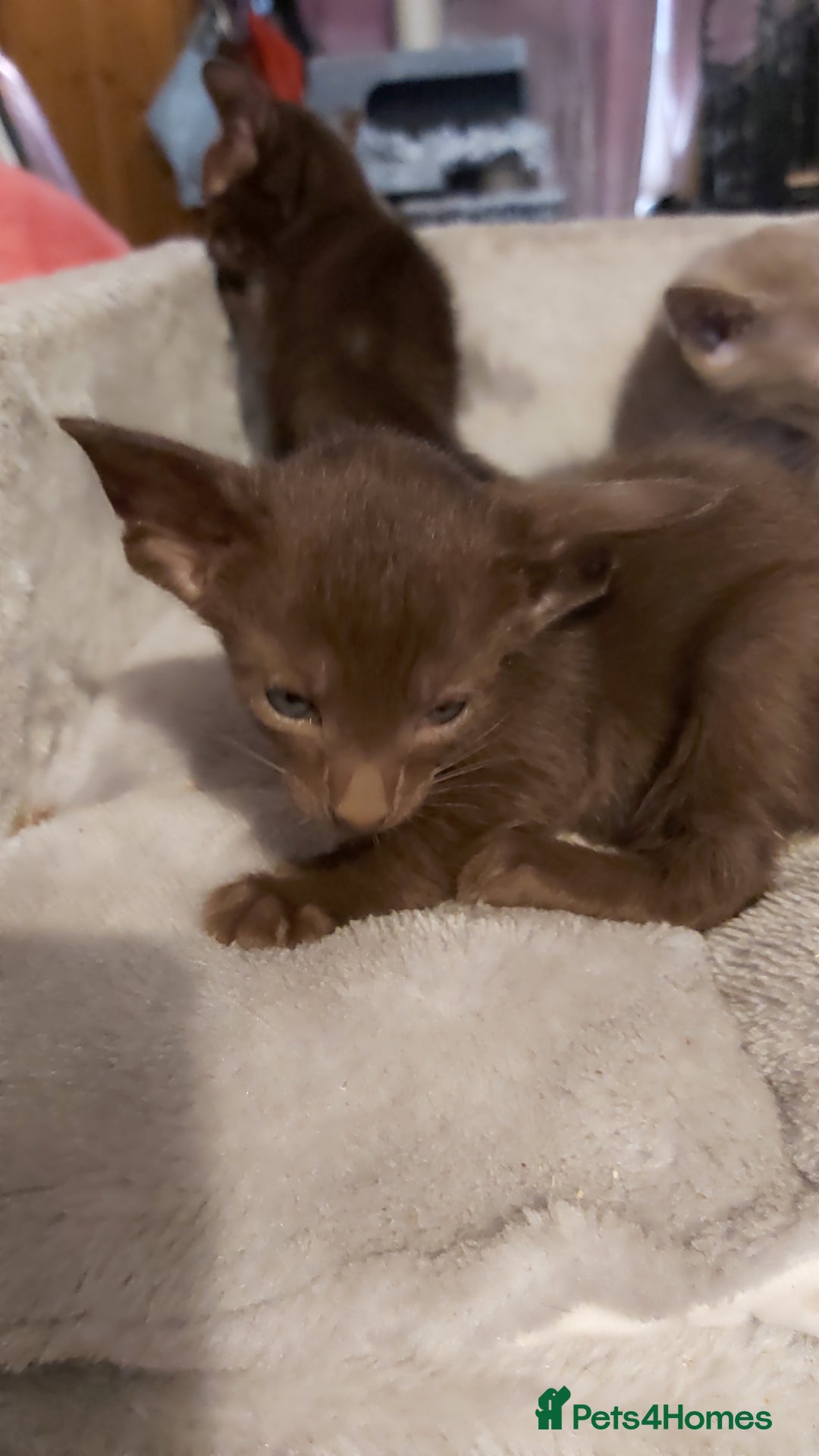 Oriental cats for sale: Full Pedigree Oriental 3 Kittens XL size ears GCCF - Image 21