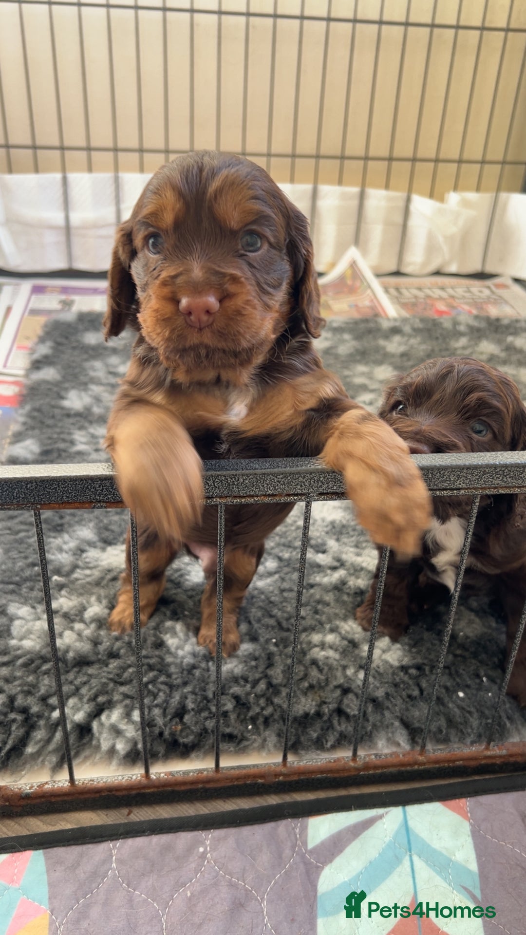 Cocker Spaniel dogs for sale: Beautiful cocker spaniel pups  - Advert 18