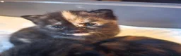 Mixed Breed cats for sale: Fantastic Four - Advert 29